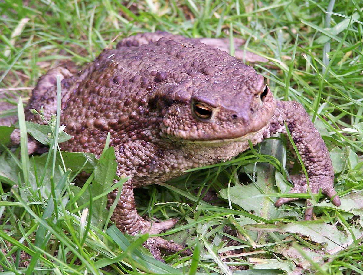 ropucha bradavičnatá