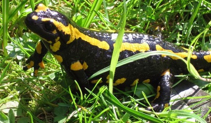 salamandra škvrnitá