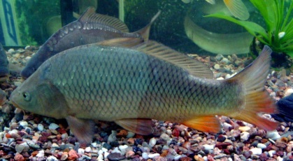 kapor