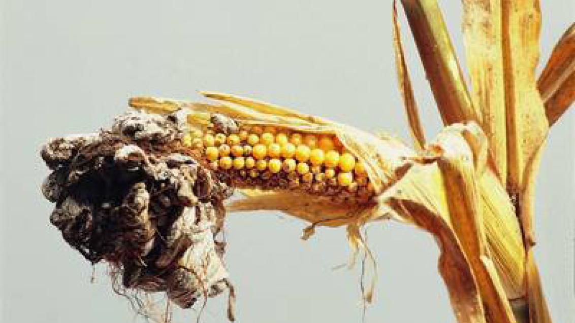 sneť na kukurici - parazitická huba