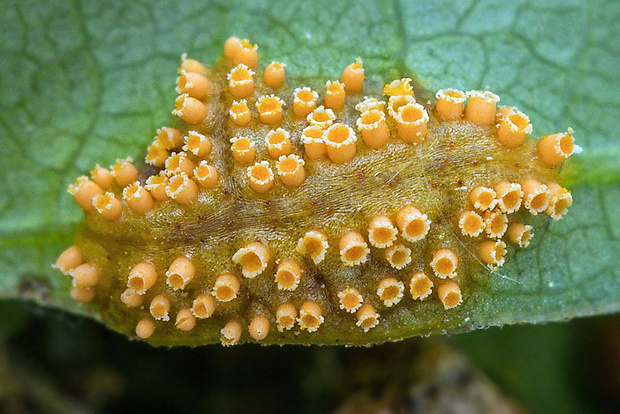 hrdza na liste - parazitická huba