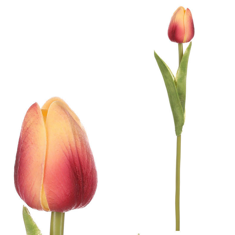 tulipán