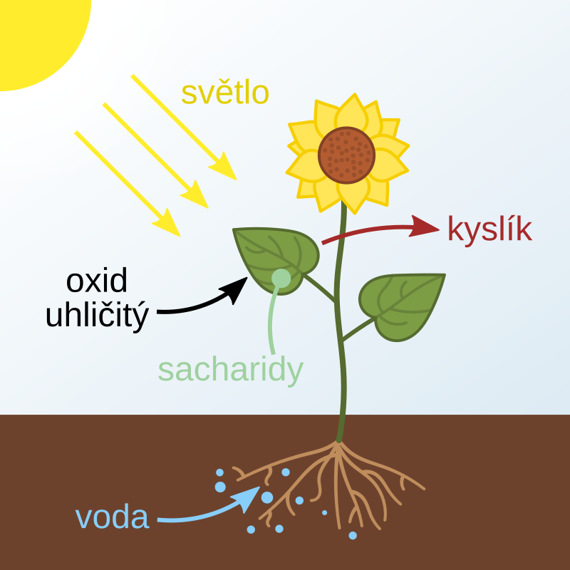 fotosyntéza