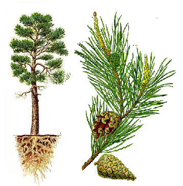 borovica