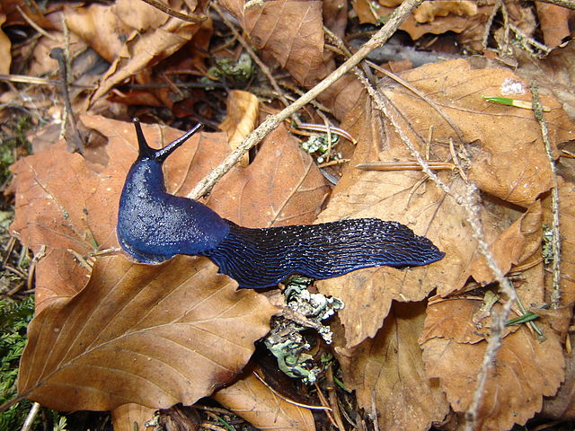 Slizniak karpatský