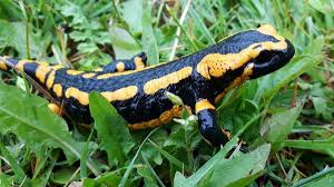 Salamandra škvrnitá