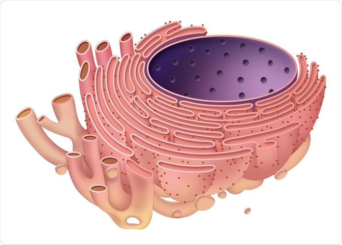 Ribozómy (bodky) na endoplazmatickom retikule 